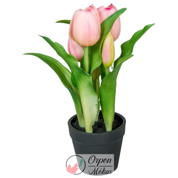 Cserepes gumi tulipán 5 virágos, 22 cm