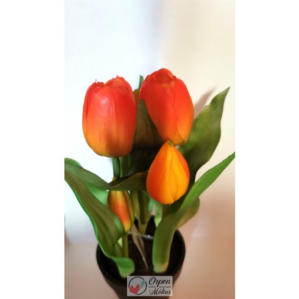 Cserepes gumi tulipán 5 virágos, 25 cm