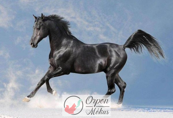 Fekete ló gyémántszemes kirakó szett - 30x20 cm